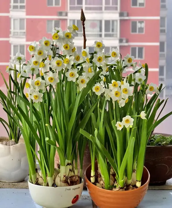 水仙花