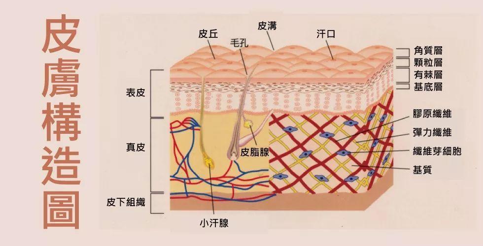 颗粒层扁平梭形细胞层数增多时,称为粒层肥厚,并常伴有角化过度;颗粒