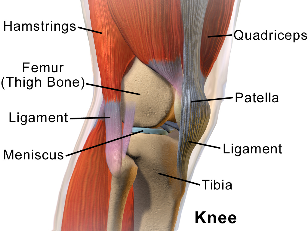 膝关节主要肌群