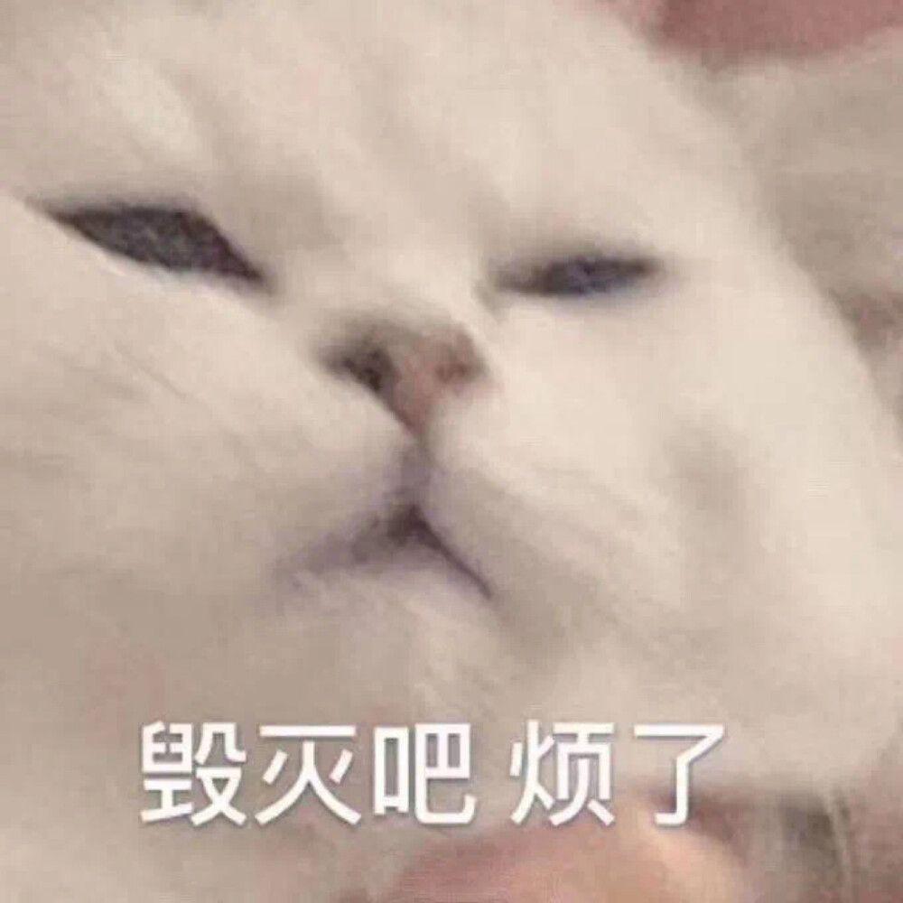 全网征集小小的很可爱表情包
