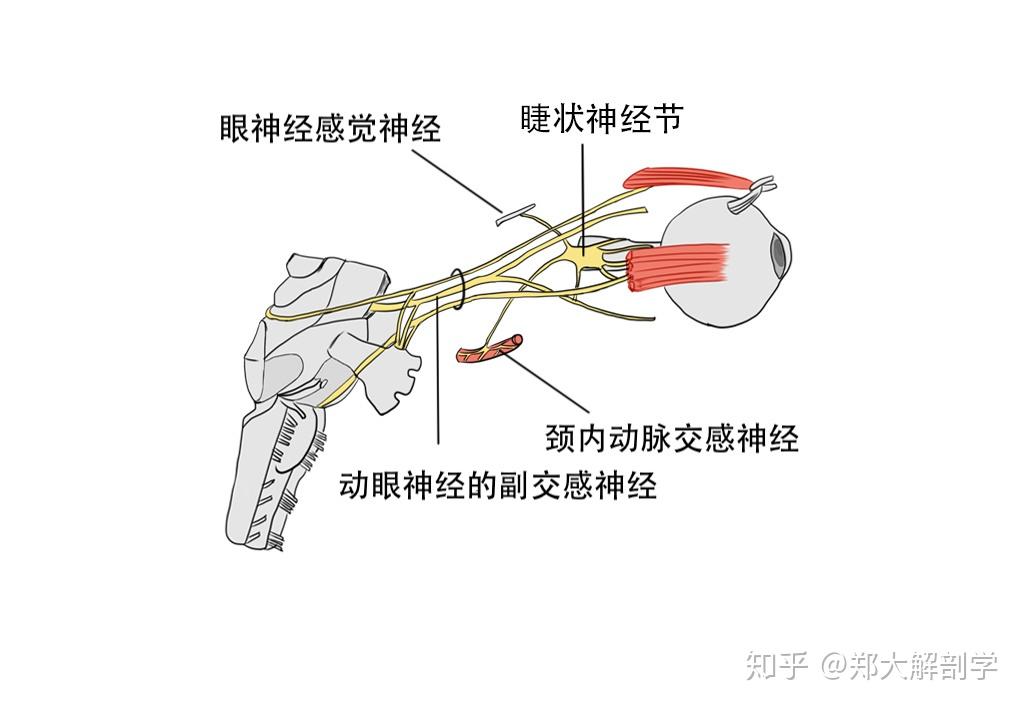 它发出分支达到睫状神经节,感觉根是眼神经的鼻睫神经