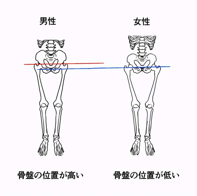 男女生形体画法有什么区别教你从人体骨骼区分男女的画法