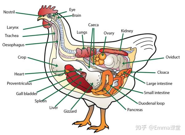 鸡的心脏位置