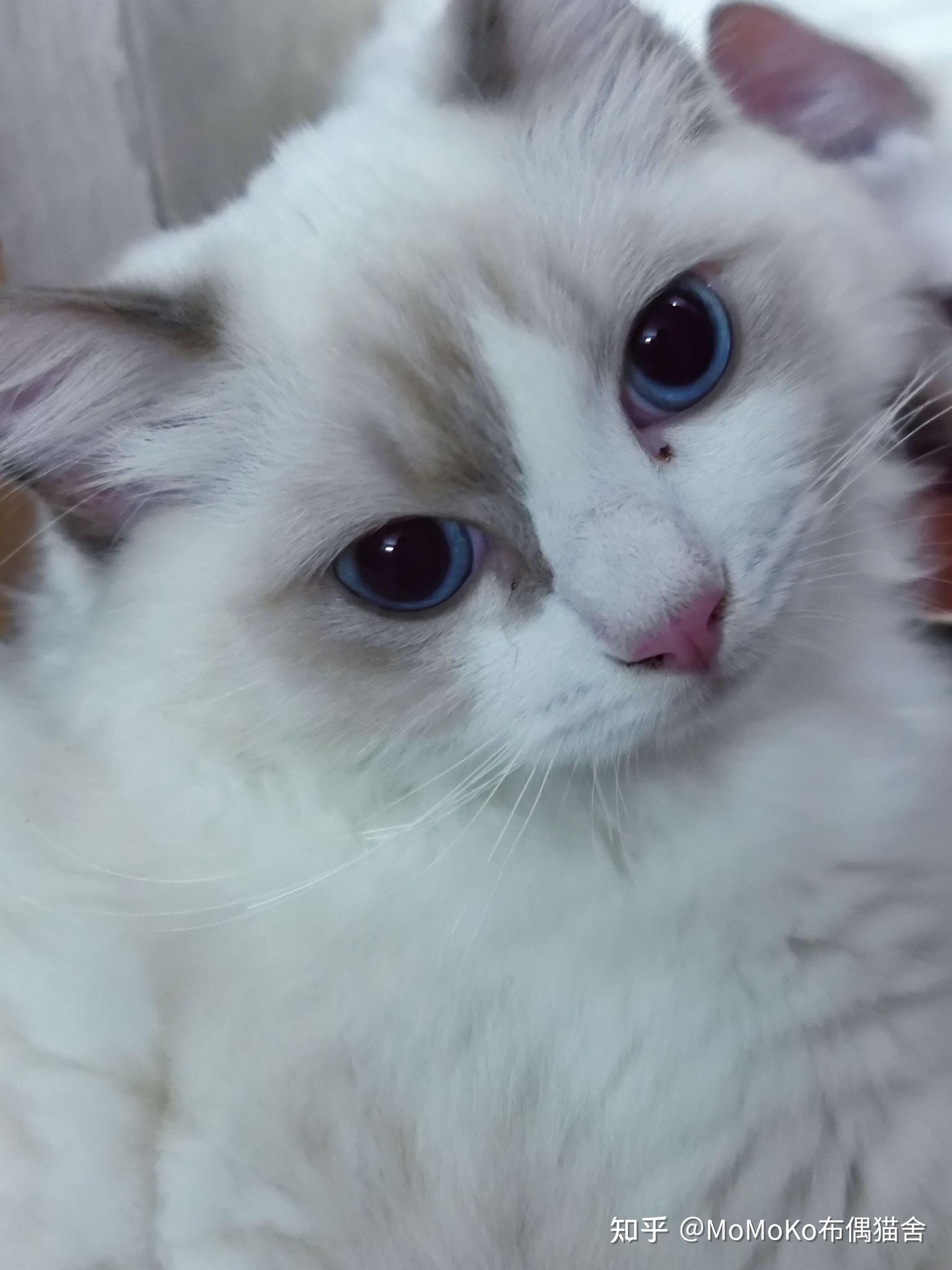 布偶猫面具开过眼角了真的很丑嘛