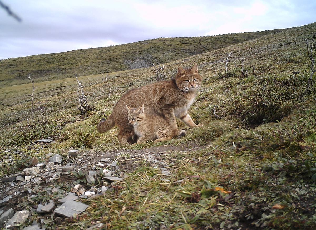四川3000多米的荒山上发现一种神秘野猫是众鼠辈的克星