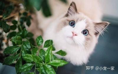 布偶猫颜值那么高却很少人饲养只因它的5个缺点