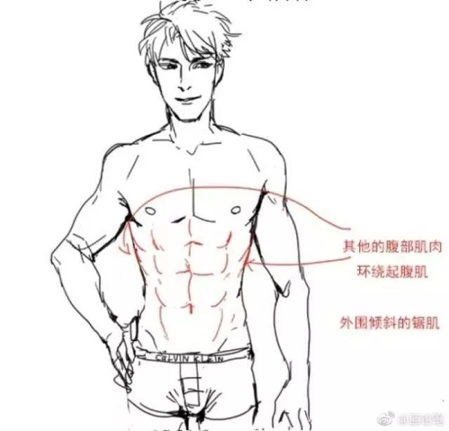 腹肌到底要怎么画一笔一画教你绘制性感腹肌蓝铅笔