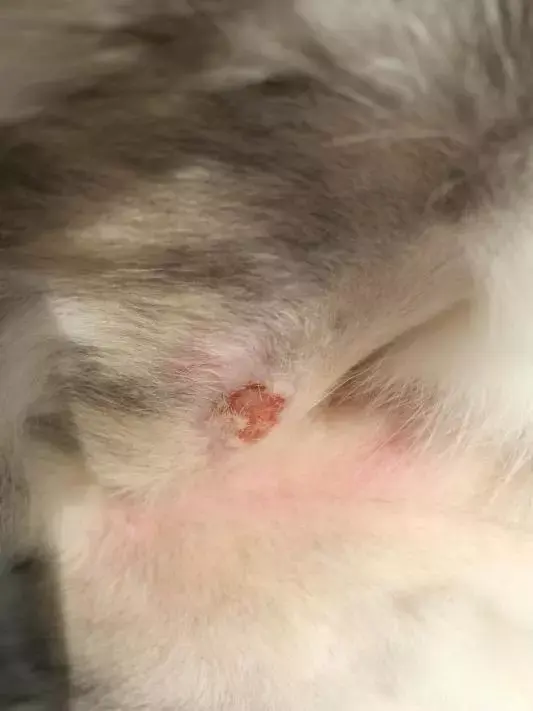 开始愈合喽 这其中猫癣最轻,不影响食欲和活动.