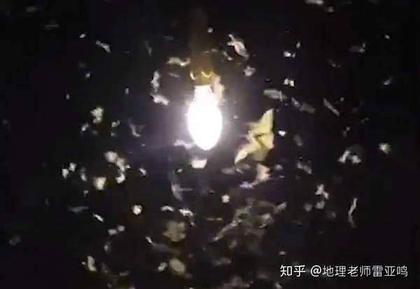 能飞 自云南发现第一只贪夜蛾幼虫起,这就意味着贪夜蛾将正式定居