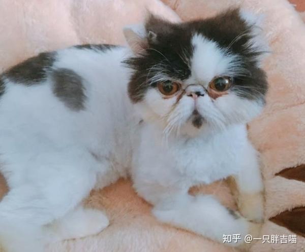 可怜巴巴的小眼神