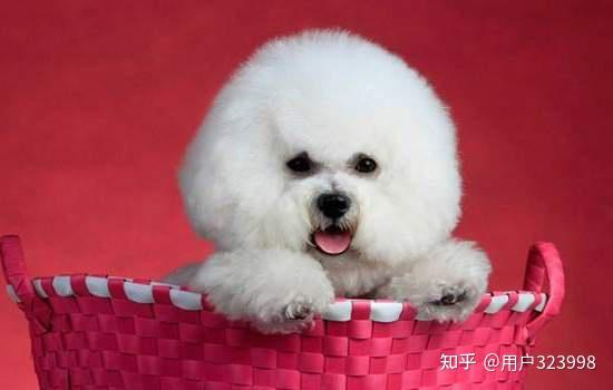 比熊犬的标准体重是多少看看你家狗超重了没