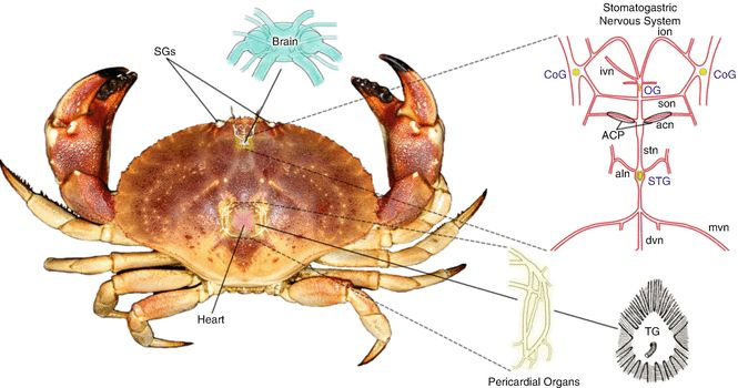 biology)的发展,传统生物分类发生不少改动,以中华绒螯蟹为例,根据