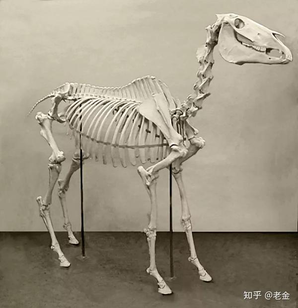 马有205块骨头,34块头部骨骼,54块脊椎骨,37块肋骨加胸腔骨,40块前肢
