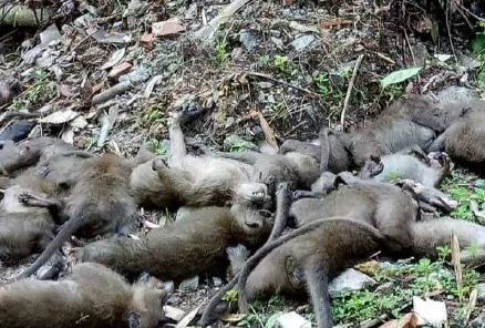 缅甸果敢老街常年争战太饿所以把山上的猴子全部杀死做为食物