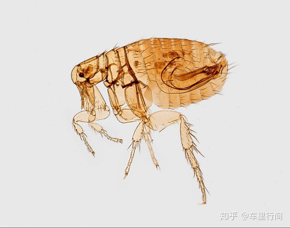 而在猫咪身上最常见的一种,叫做猫栉(zhì)头蚤.