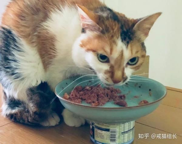 猫咪挑食,突然什么都不吃,该怎么办?