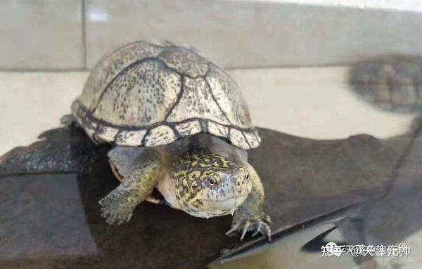 浅谈龟种墨西哥虎纹泥龟
