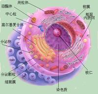 朗格汉斯细胞与梅克尔细胞