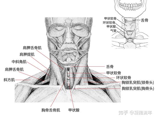 坚持学画:人体结构之肌肉部分——颈肌