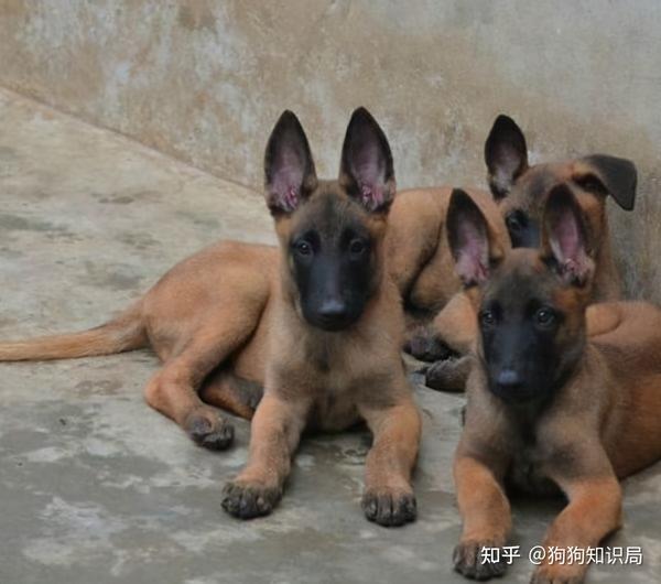 德国牧羊犬vs马犬,全凭个人所需!