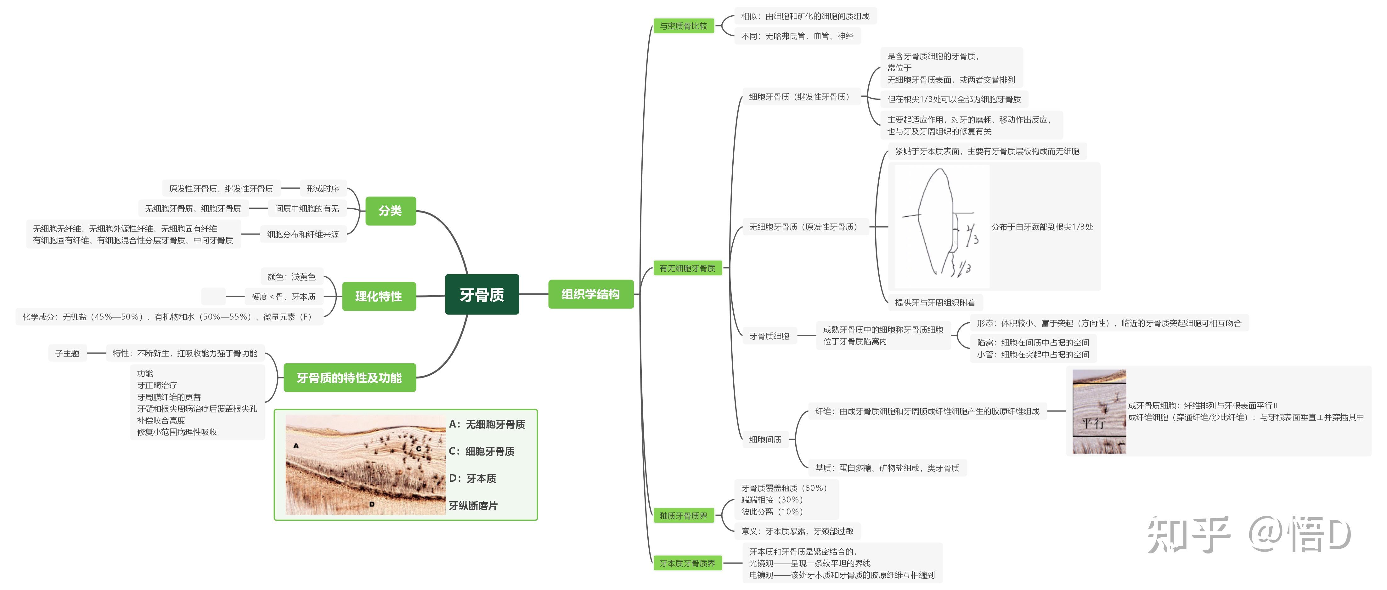 有没有关于口腔知识思维导图的app或网站