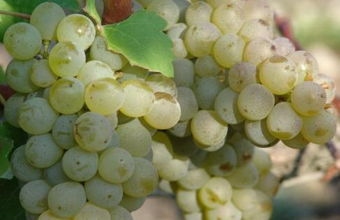 为什么单一品种长相思葡萄酒不适合陈年