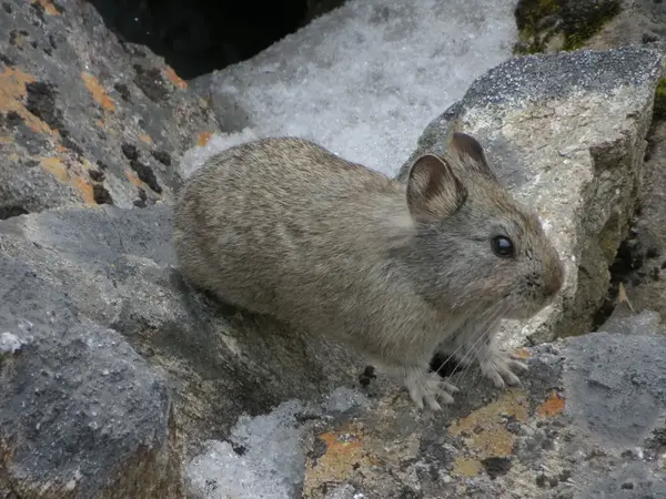 生活在4200米海拔的喜马拉雅鼠兔   图源:patrick diez