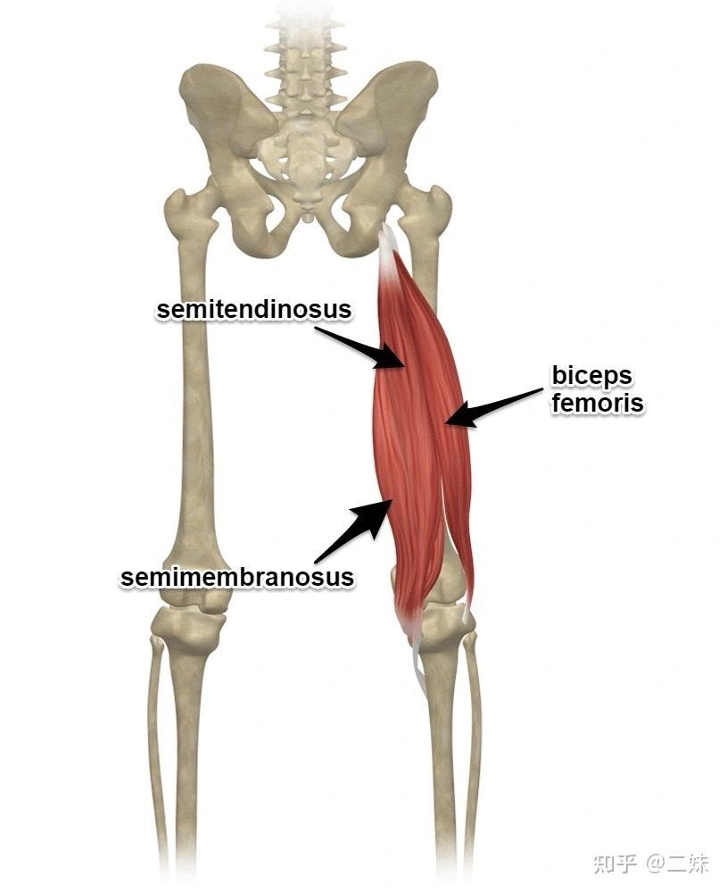 位置:在大腿后外侧,属于梭形肌,人体膝关节的主要肌肉;1.