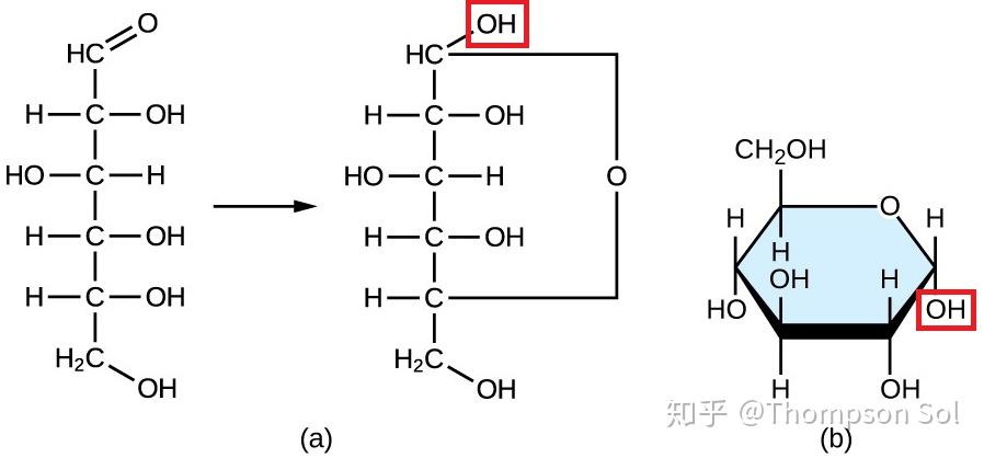 麦芽糖有醛基因此有还原性,为什么在麦芽糖结构式中找