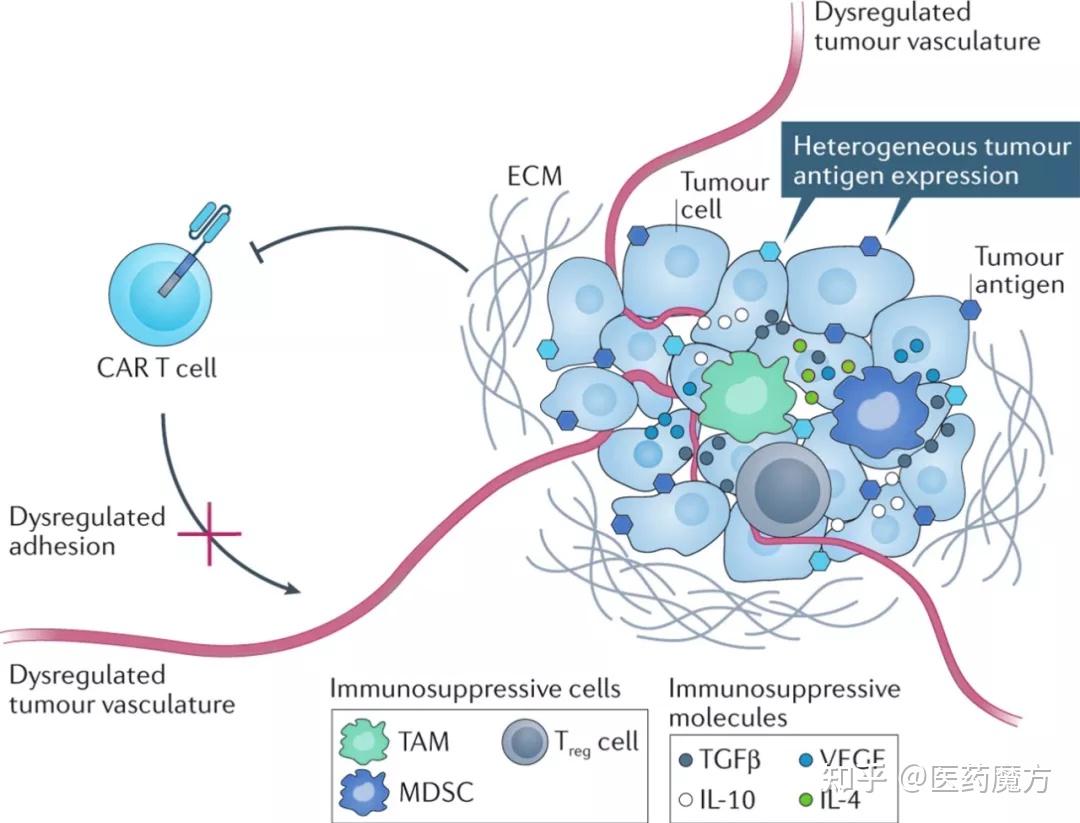 CAR T治疗实体瘤的4大挑战及应对策略 知乎