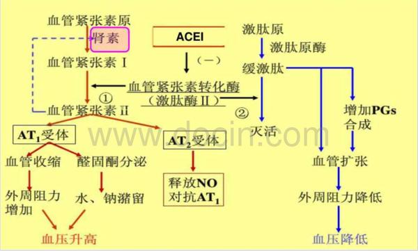 提要:1957年,斯凯格斯提出了抑制肾素-血管紧张素系统的三个途径,并