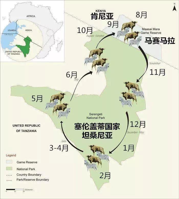 动物大迁徙路线