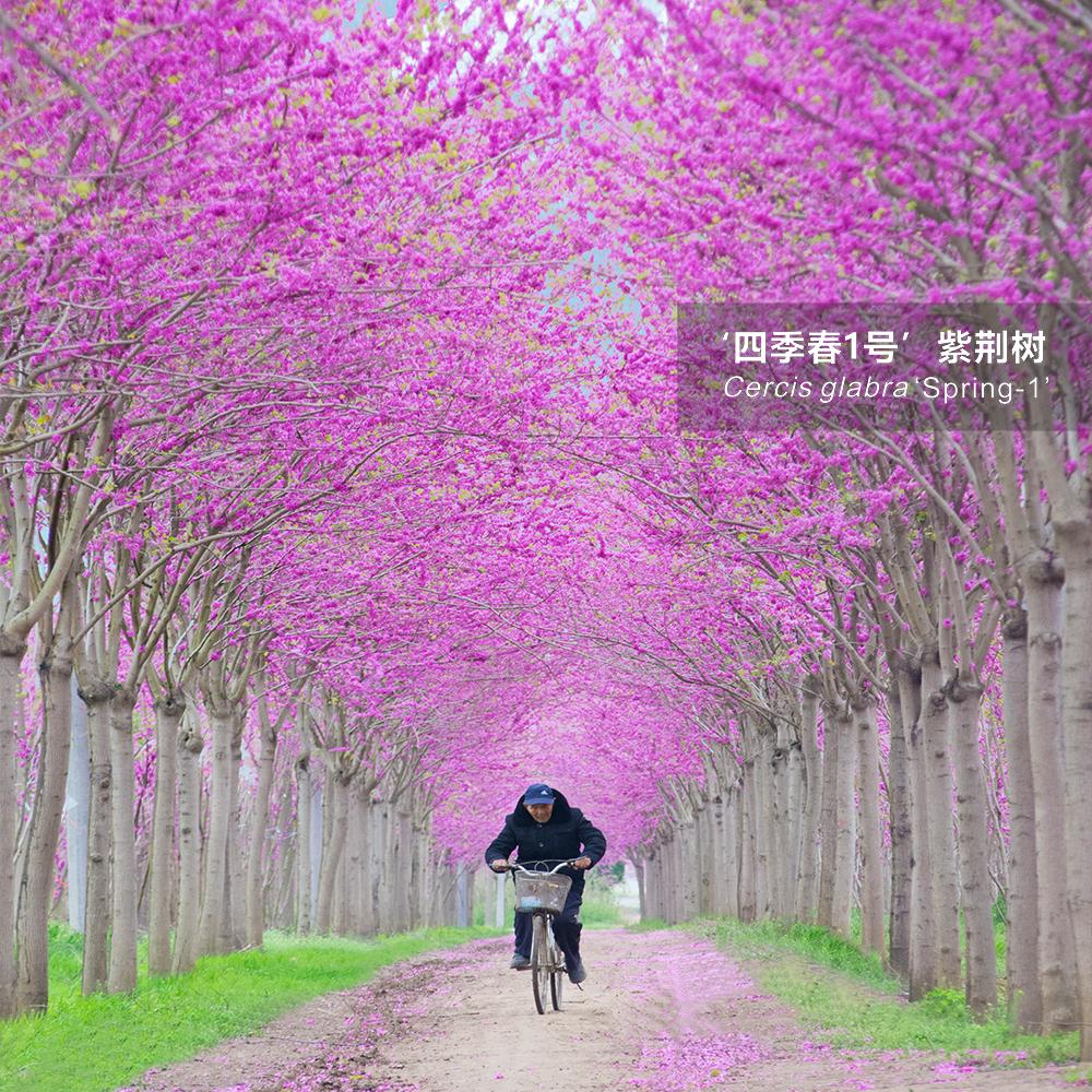 官方好评!徐州市电视台报道全市首条"四季春1号"紫荆树花荫大道!