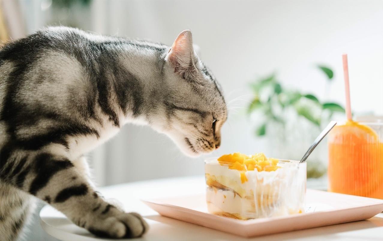 喂食篇:8种不该给猫吃的人类食物