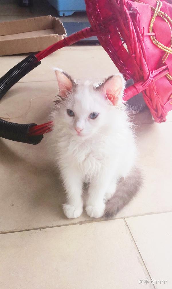 这算是梵色布偶猫吗,妈妈是双色布偶,爸爸不详,好像是有四分之一的