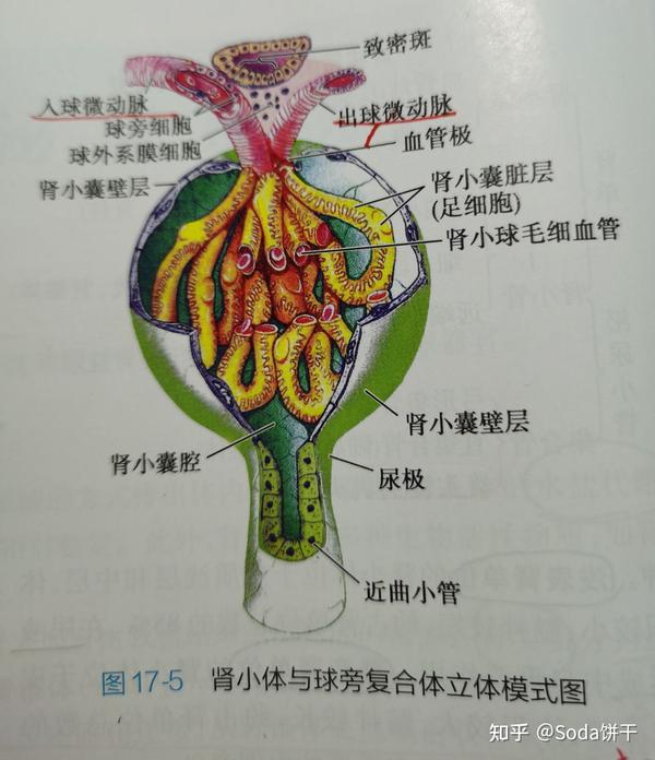 球外系膜细胞将致密斑感受到的信息传给球旁细胞.