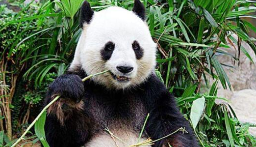 你说当熊猫不吃竹子的时候,熊猫会变成什么样?