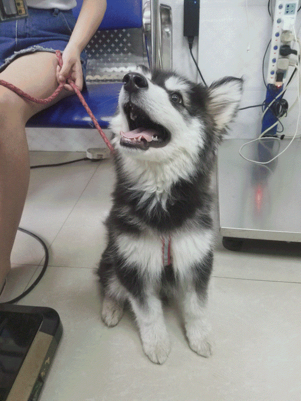 养阿拉斯加雪橇犬是种怎样的体验?