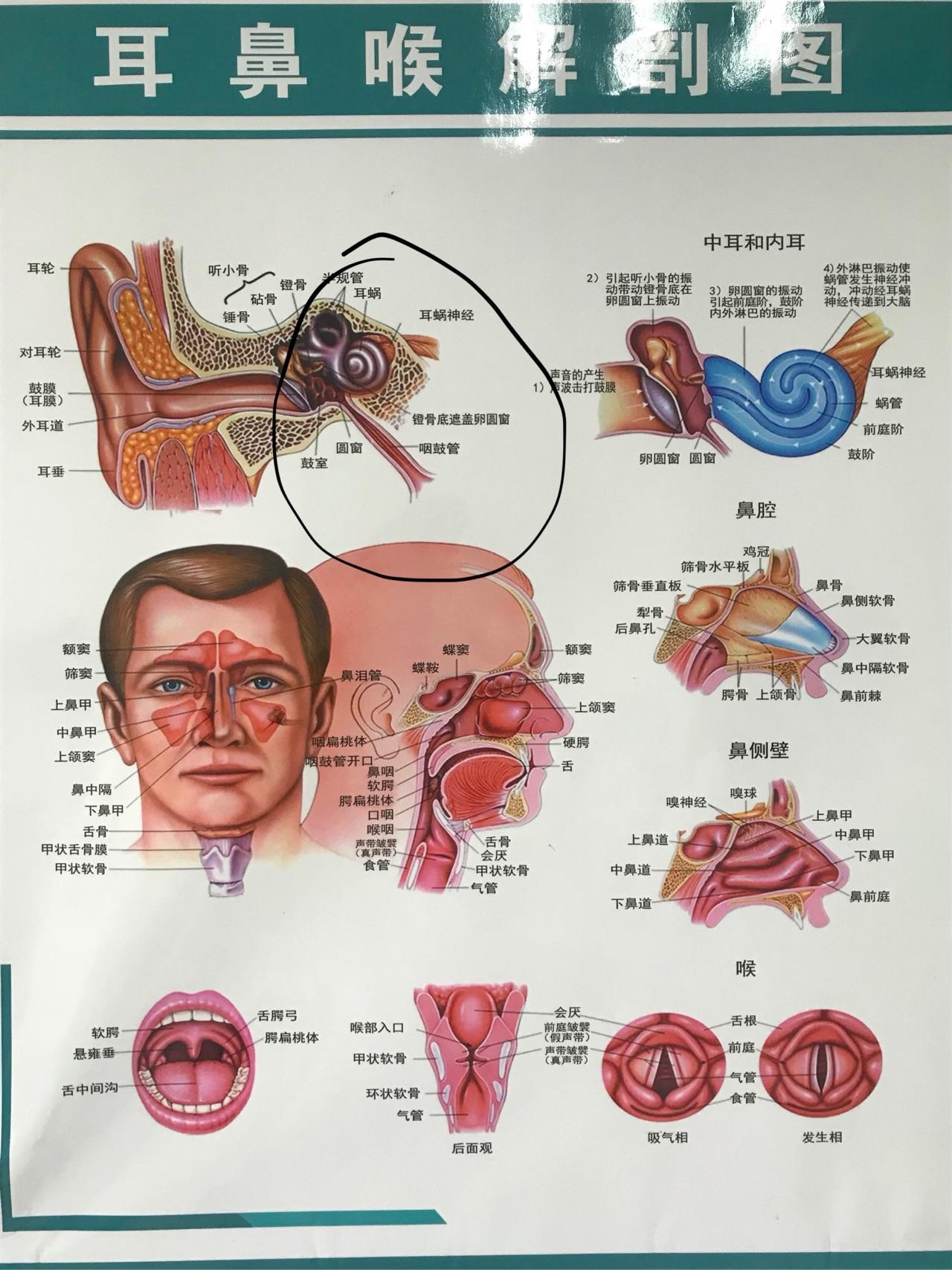 对于鼻窦的生理作用,医学认为主要有几点.1