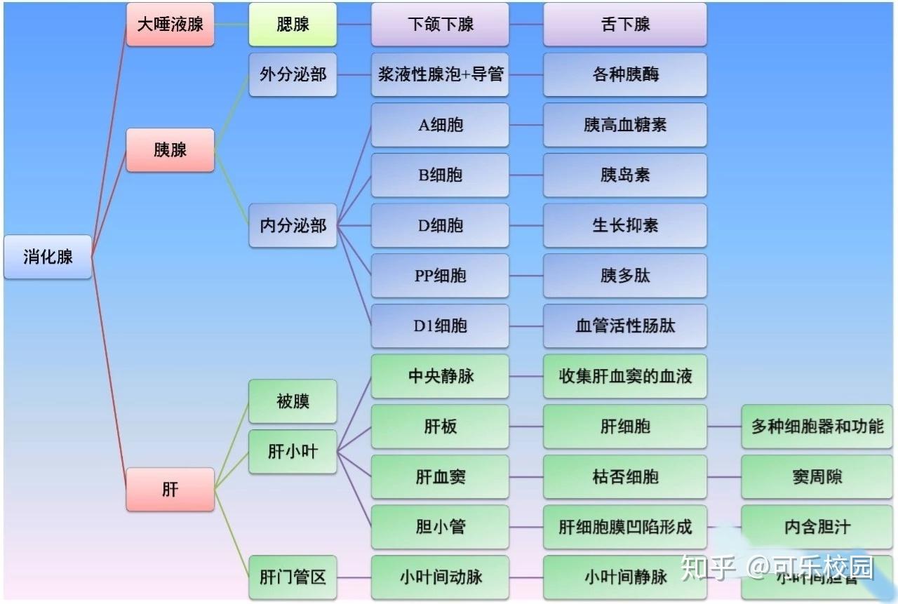 【组织学与胚胎学】期末复习重点—消化系统篇(消化管,消化腺 知