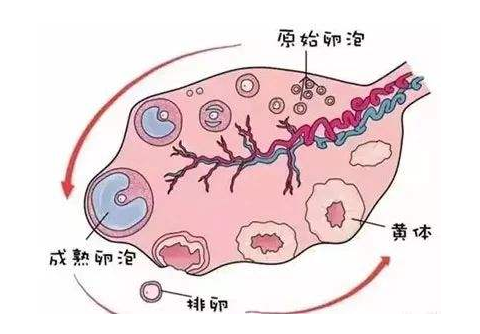 备孕出现卵泡萎缩怎么办?