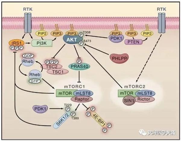 上图为pi3k/akt/mtor信号通路