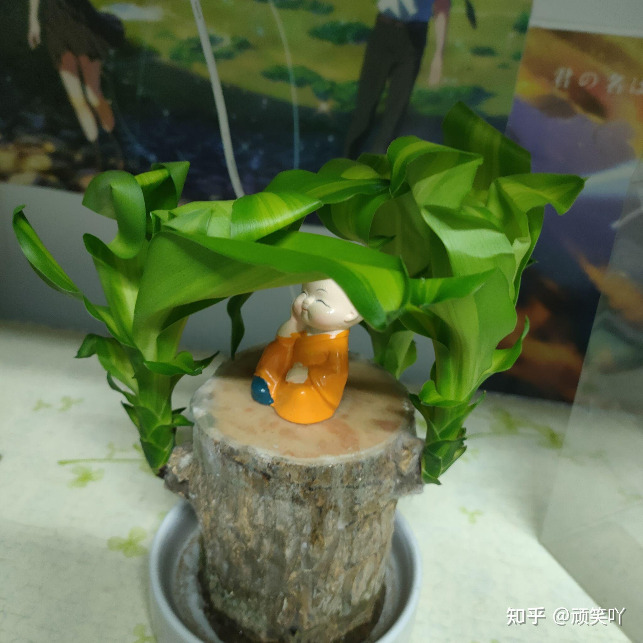 我想问问养巴西木的,有没有养出芽的?