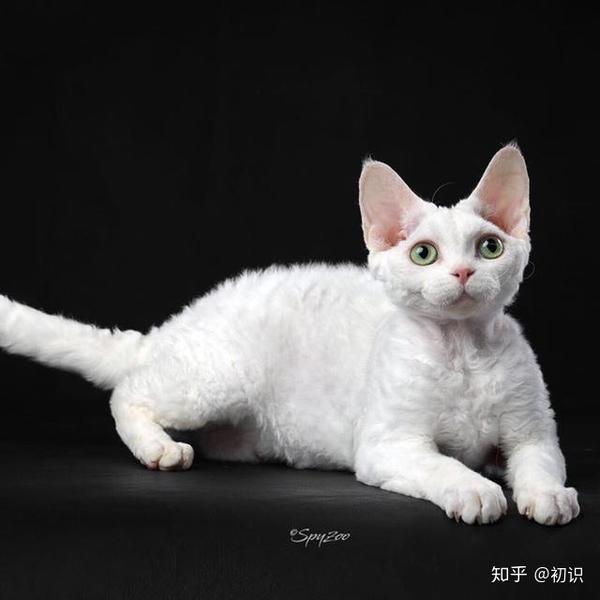 白云--德文卷毛猫