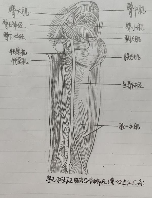 局部解剖学绘图