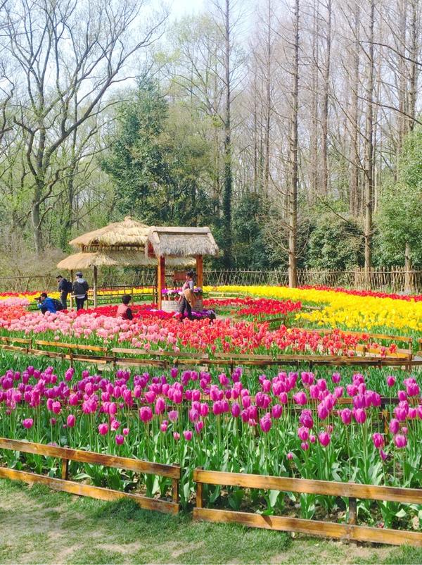 南京游记:中山植物园