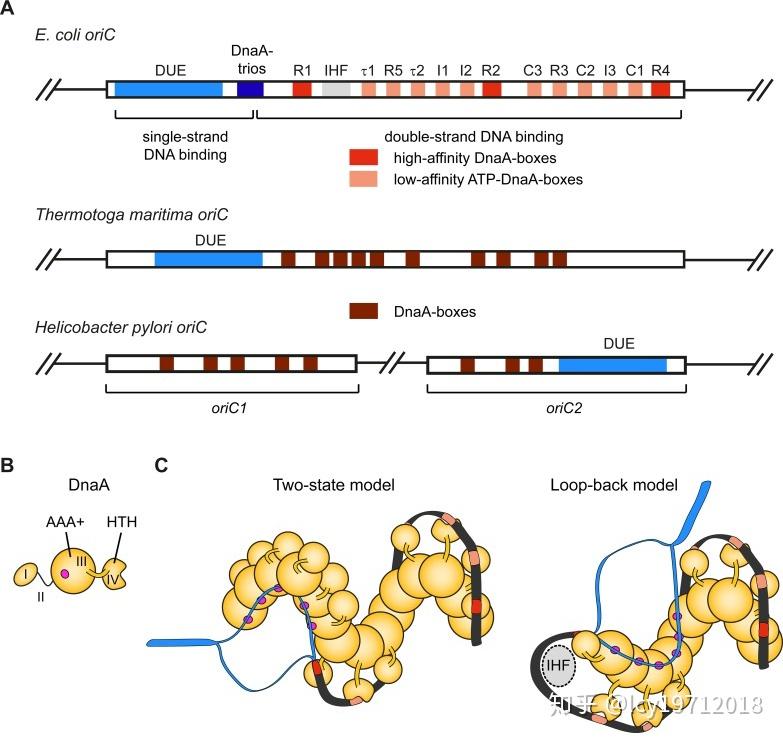 Dna