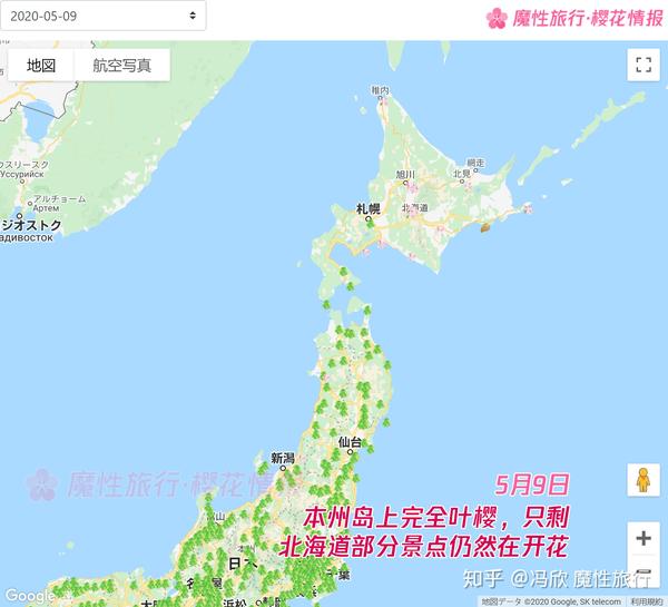 本州岛上完全叶樱,只剩北海道部分景点仍然在开花.