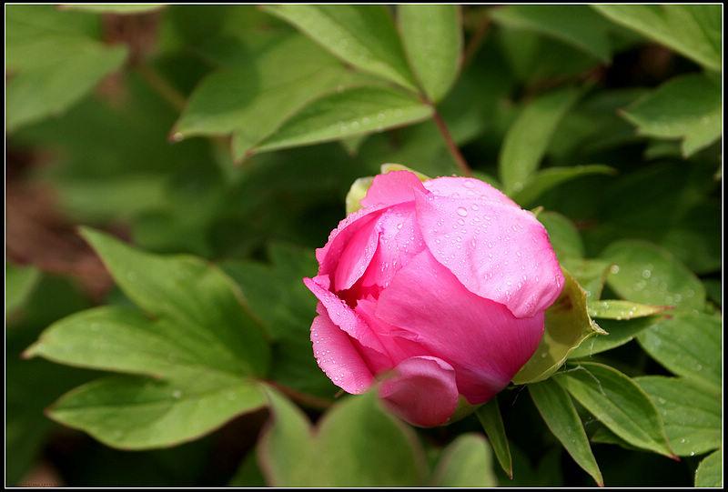 牡丹花为什么掉花苞?