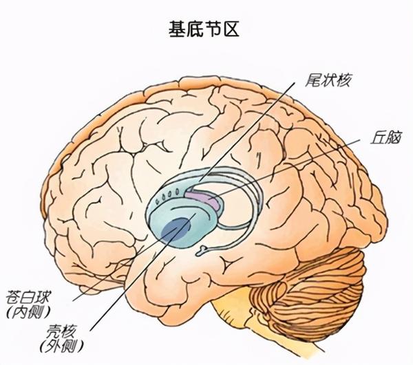 大脑中的基底节区
